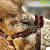 Успеть на выходных: посетить зоопарк и помочь зверятам