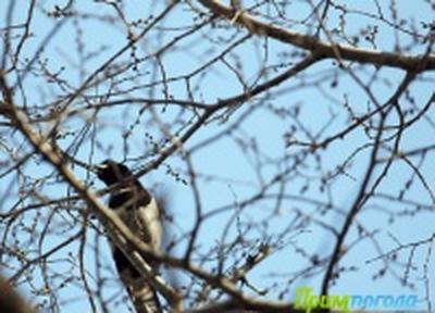 Когда в Приморье заканчиваются весенние заморозки?