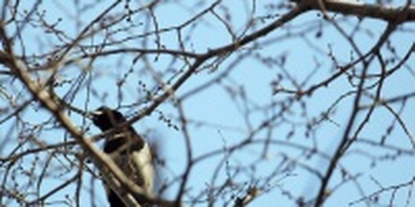Когда в Приморье заканчиваются весенние заморозки?