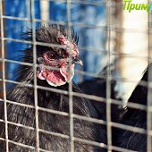 Успеть на выходных: посетить зоопарк и помочь зверятам
