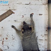 Успеть на выходных: посетить зоопарк и помочь зверятам