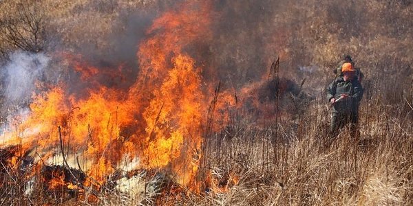 В Приморье введён «оранжевый» уровень опасности из-за лесных пожаров