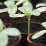 Свежие овощи, продукты и саженцы можно купить на ярмарке во Владивостоке