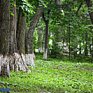 Зеленые насаждения улучшают здоровье горожан