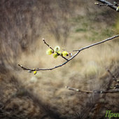 Весеннее настроение для Дня весны