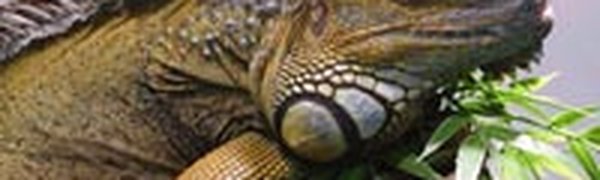 В Амурской области завелись игуаны