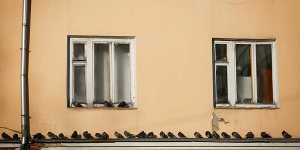 Чем дышал Владивосток с 1 по 10 ноября?