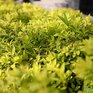 Стало известно, с какой погоды начнется июль в Приморье
