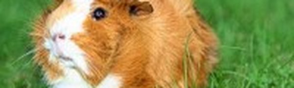 Лучшую морскую свинку выберут в Туле