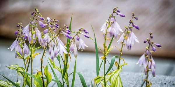 В Приморье сохраняется неустойчивая погода с кратковременными дождями