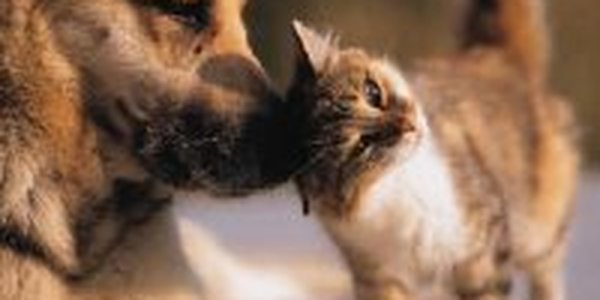 Кошки против собак