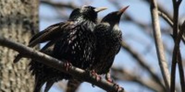 Из-за скворцов римляне боятся выходить на улицу