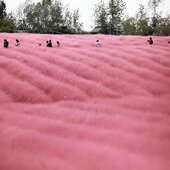 «Розовые облака» зацвели на полях в Азии (ФОТО)