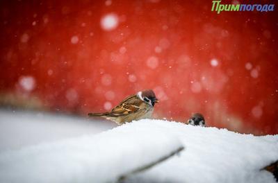 Текущая неделя в Приморье обещает быть снежной