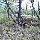 Май в Сихотэ-Алинском заповеднике, полный событий