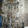 Завтра в Приморье пройдёт небольшой снег с дождём