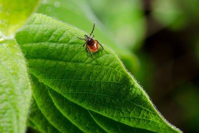 В Приморье началась вакцинация от клещевого энцефалита
