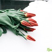 Мартовские снегопады были самыми интенсивными с начала года в Приморье