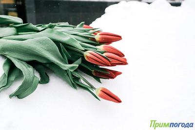Мартовские снегопады были самыми интенсивными с начала года в Приморье