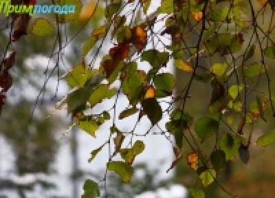 В Приморье характер погоды неустойчив