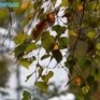 В Приморье характер погоды неустойчив