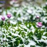 Во Владивостоке прошёл первый снег