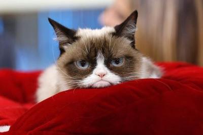 Сердитого кота увековечили в музее Тюссо