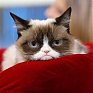 Сердитого кота увековечили в музее Тюссо