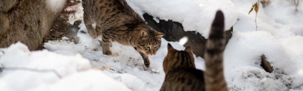 В пятницу в Приморье местами потеплеет до +6 °С 