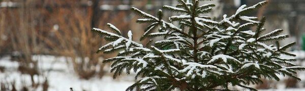 Циклон принесет в Приморье небольшой и умеренный снег в ближайшие сутки