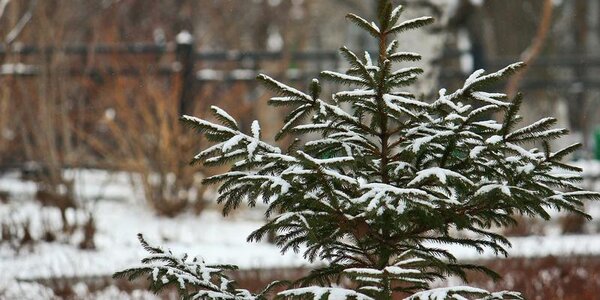 Циклон принесет в Приморье небольшой и умеренный снег в ближайшие сутки
