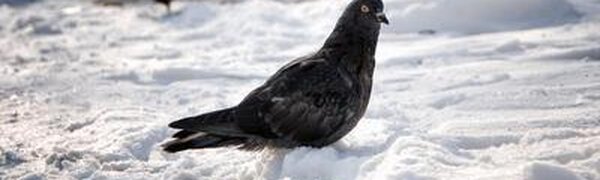 Стало известно, какая погода ожидается в Приморье в последнюю рабочую неделю февраля