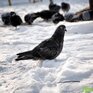Стало известно, какая погода ожидается в Приморье в последнюю рабочую неделю февраля