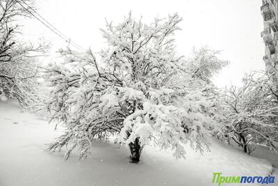 До 88 см увеличилась высота снежного покрова на северо-востоке Приморья