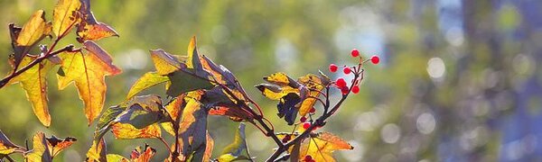 Тёплый сентябрь во Владивостоке побил 81-летний температурный рекорд