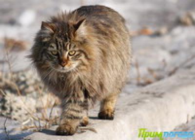 Владивосток: Весна в феврале(ФОТО) 