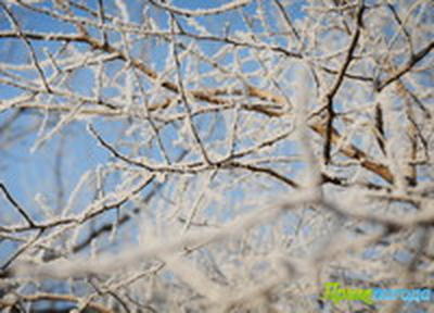 Утренняя изморозь. А вы сегодня изумились?(ФОТО)