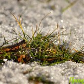 Владивосток: Весна в феврале(ФОТО) 