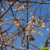 Владивосток: Весна в феврале(ФОТО) 