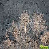 Владивосток: Весна в феврале(ФОТО) 