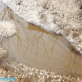 Владивосток: Весна в феврале(ФОТО) 