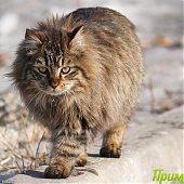 Владивосток: Весна в феврале(ФОТО) 