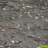 Владивосток: Весна в феврале(ФОТО) 