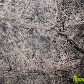 Утренняя изморозь. А вы сегодня изумились?(ФОТО)