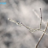 Утренняя изморозь. А вы сегодня изумились?(ФОТО)