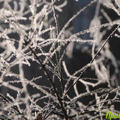 Утренняя изморозь. А вы сегодня изумились?(ФОТО)