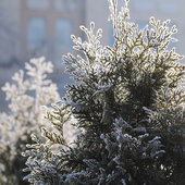 Утренняя изморозь. А вы сегодня изумились?(ФОТО)