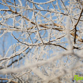 Утренняя изморозь. А вы сегодня изумились?(ФОТО)