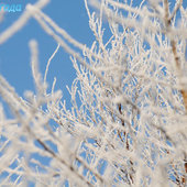 Утренняя изморозь. А вы сегодня изумились?(ФОТО)