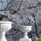 Утренняя изморозь. А вы сегодня изумились?(ФОТО)